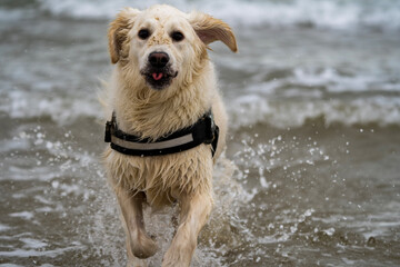 Golden retriever with tongue sticking out running out of the sea