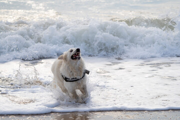 Golden Retriever Running From Waves