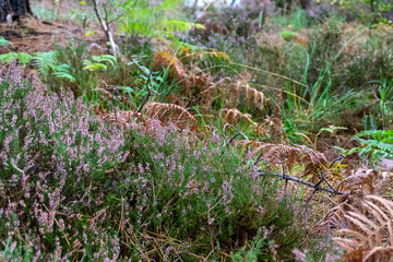 moss on the grass