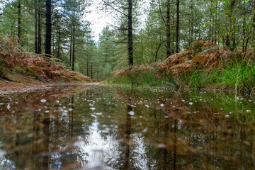 Fototapeta premium river in the woods