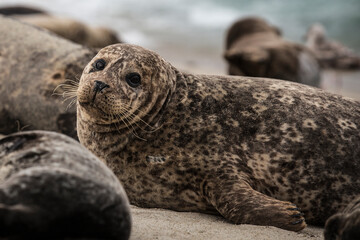 Harbor Seal on Beach