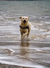 Golden retriever running out of 5he sea at low tide