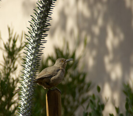 curve-billed thresher