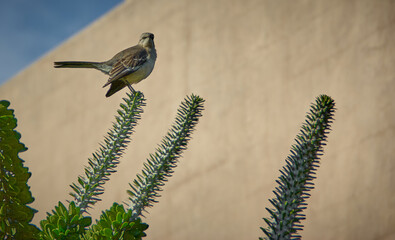 Northern mockingbird in Arizona