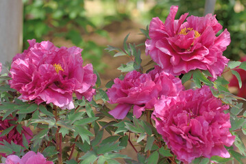 清水山ぼたん園「紫紅殿」