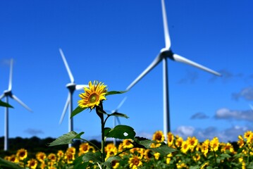 ひまわり畑・風車