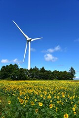 夏の布引高原の風力発電機とひまわり畑