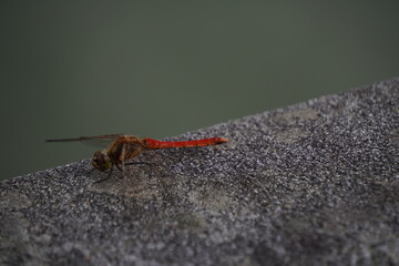 むし, 自然, 動物, 野生生物, トンボ, トカゲ, マクロ, レプタイル, 蠅, bug, 岩, むし, アップ, ウィルト, サマータイム, 蝶, あばたのある, 茶色, 木, 赤, 羽, 庭