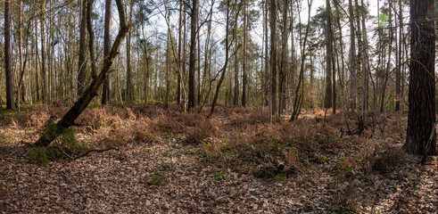 Woodland walk in the forest in the spring , Hampshire