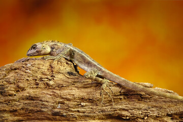 Common garden lizard molting on the tree in summer season. Lizard shedding skin. Selective focus with copy space