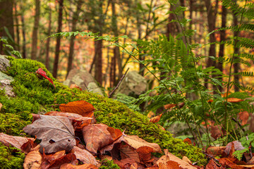 Closeup of autumn leaves and moss in the forest, fall landscape