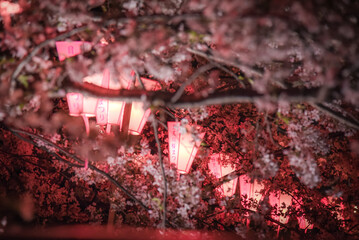 目黒川桜祭りの提灯
