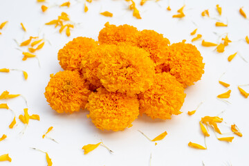 Marigold flowers on white background.