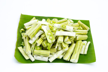 Moringa oleifera isolated on white background.