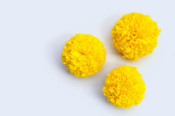 Yellow marigold flowers on white background.