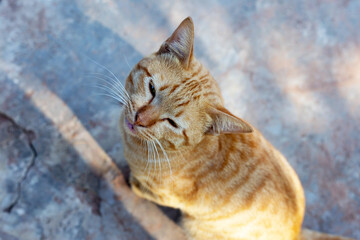 Orange cat on cement floor