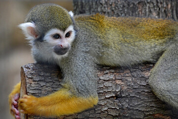江戸川区自然動物園「コモンリスザル」