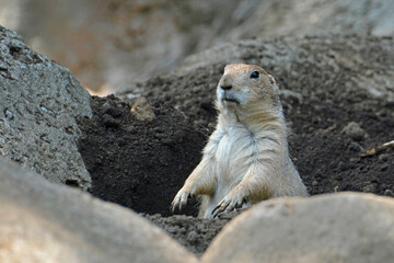 江戸川区自然動物園「オグロプレーリードッグ」