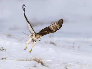 Red-Tailed Hawk Taking Off from Snow Hill in Winter