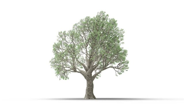 Growing trees on a white background 3D animation growth grow from small to large, LauriOak trees animate in the wind on white background with alpha matt 3D virtual.3d rendering with id pass