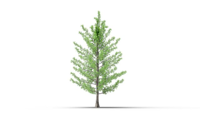 Growing trees on a white background 3D animation growth grow from small to large, Piradona trees animate in the wind on white background with alpha matt 3D virtual.3d rendering with id pass