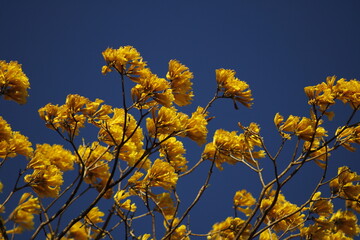 yellow flowers against blue sky panama
