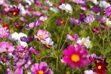 There are many cosmos blooming.