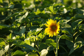 There is a sunflower blooming in the grass.