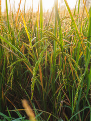 Fototapeta premium close up of rice plants in rice field with sunlight.