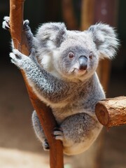Appealing loveable young Koala holding tightly to a branch.