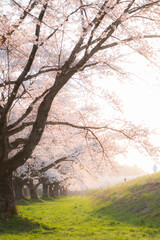 Fototapeta na wymiar 夕日に照らされる桜並木