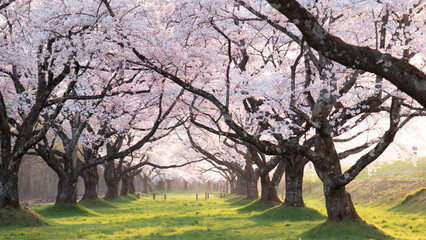 Fototapeta premium 桜のトンネル