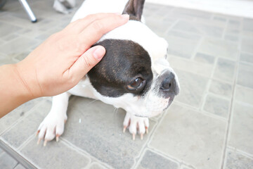 French bulldog or groping dog , tame dog or touching dog