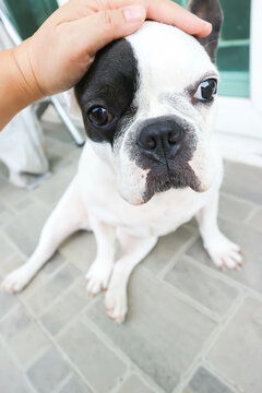 French bulldog or groping dog , tame dog or touching dog