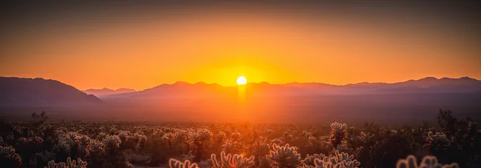 Foto auf Leinwand Sonnenaufgang über Joshua Tree © Ian Miller