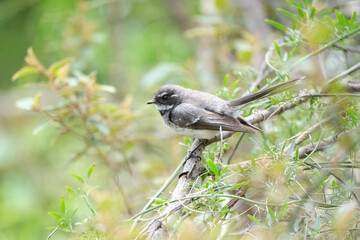 Australian Grey Fantail in tree sat on a branch
