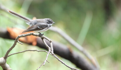 Australian Grey Fantail in tree sat on a branch