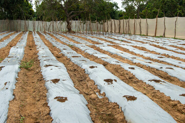 bare land for agriculture grow and plants