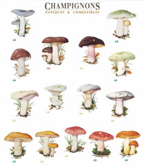 Assorted Mushroom Drawing Aesthetic, Mold Spore Vector Outline, Fungus Sketch  in flat style Set Pack