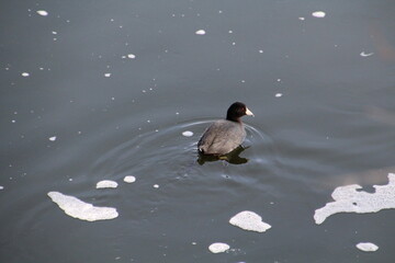 Coot On The Water