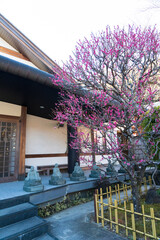 北条氏ゆかりの地・修善寺