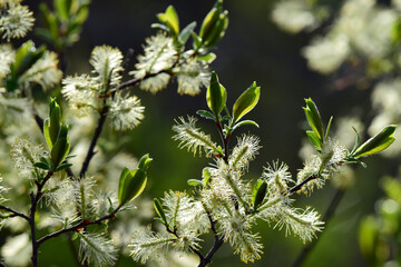 Feltleaf Willows (Salix alaxensis) catkins emerge in Alaska's spring. © JT Fisherman