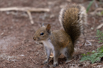 Close-up Squirrel on Ground Portrait