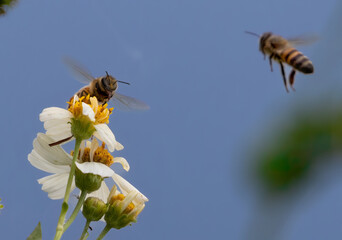 Two Bees Fighting with One Perched on White Flowers with Yellow