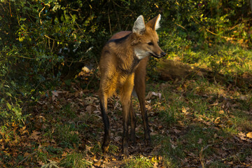 The Maned wolf (Chrysocyon brachyurus).