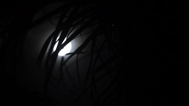 Full Moon through palm trees at night on the beach