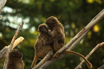 Gelada Baboon (Theropithecus Gelada) in zoo .