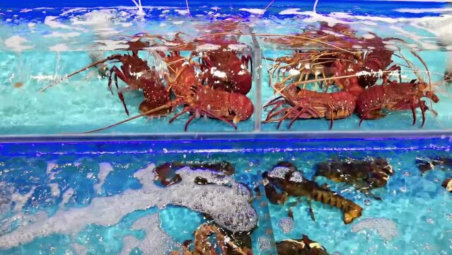 Lobsters in water tank in a Chinese seafood restaurant or fish market in Hong Kong