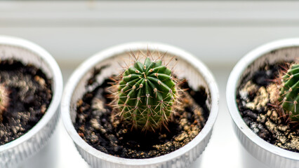 Succulent houseplant cactus in a pot on a window sill. Selective focus.
