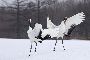 dancing Japanese cranes on snow, Hokkaido in Japan